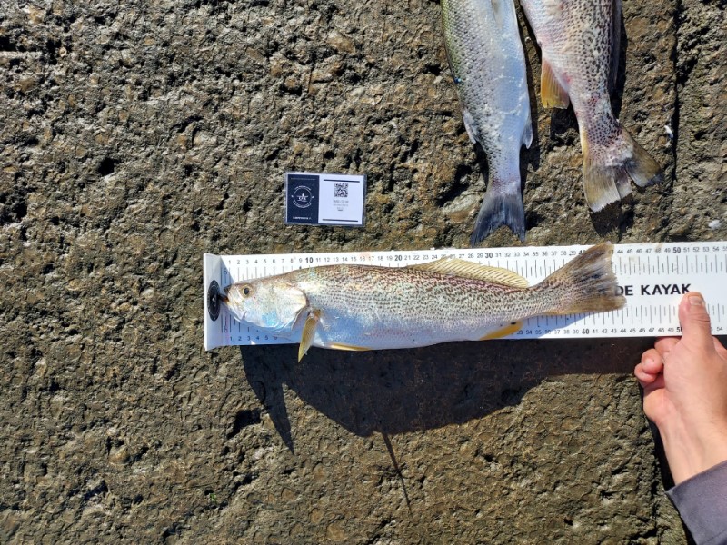 Fish Measure Picture